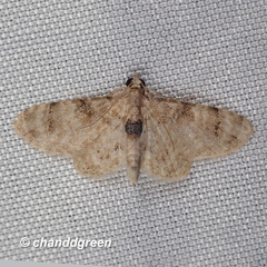 Gymnoscelis admixtaria