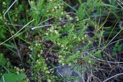 Galium porrigens porrigens
