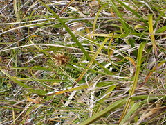 Carex edura