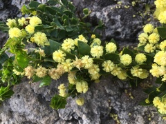Acacia littorea