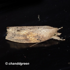 Camptozada mirabilis