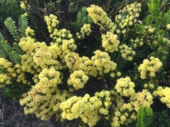 Acacia littorea