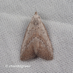 Meganola brunellus