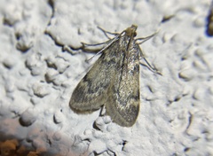 Aglossa acallalis