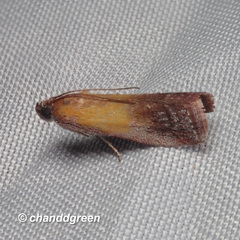 Piesmopoda semilutea