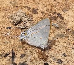 Hypolycaena philippus philippus