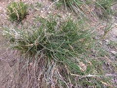 Carex filifolia