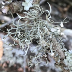 Ramalina stenospora