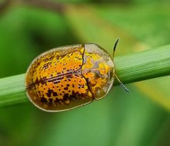 Conchyloctenia hybrida