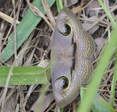 Spirama glaucescens