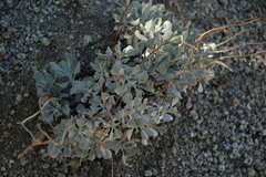 Eriogonum saxatile