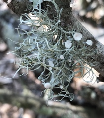 Ramalina stenospora