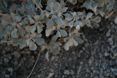 Eriogonum saxatile