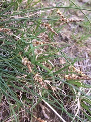 Carex filifolia