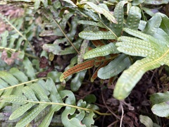 Polypodium scouleri image