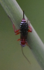Pimpla marginella