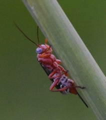 Pimpla marginella