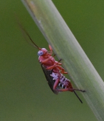 Pimpla marginella