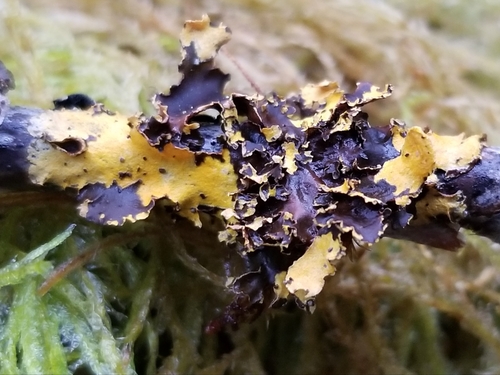 Mustard Kidney Lichen