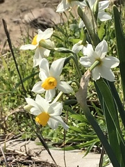 Narcissus tazetta tazetta