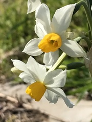 Narcissus tazetta tazetta