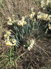 Narcissus tazetta tazetta