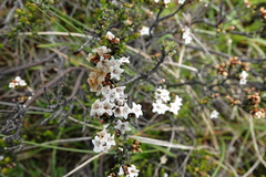 Epacris celata