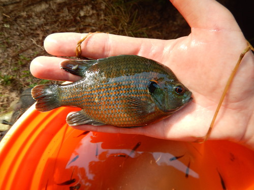 Redspotted sunfish (Lepomis miniatus) — Centrarchidae — 3