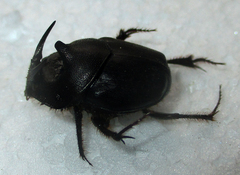 Proagoderus pyramidalis
