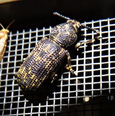 Xylinada rugicollis