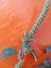 Amaranthus hybridus