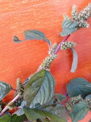 Amaranthus hybridus