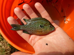Lepomis marginatus
