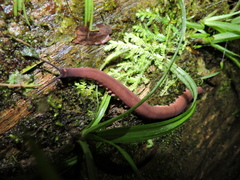 Macroperipatus torquatus