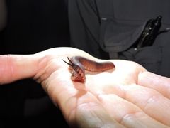 Macroperipatus torquatus