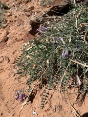 Astragalus zionis