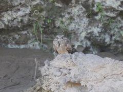 Hydropsalis climacocerca