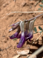 Astragalus zionis