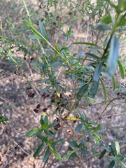 Hypericum densiflorum