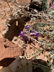 Astragalus zionis