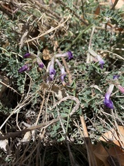 Astragalus zionis