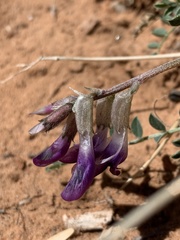 Astragalus zionis