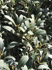 Phillyrea latifolia media