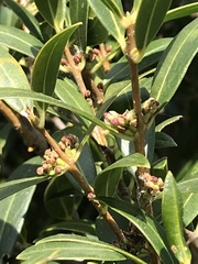 Phillyrea latifolia media