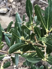 Phillyrea latifolia media