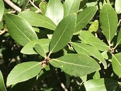 Phillyrea latifolia media