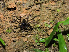 Phrynus operculatus