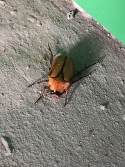 Lomaptera cinnamomea