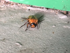 Lomaptera cinnamomea