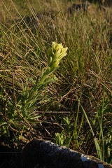 Castilleja affinis neglecta